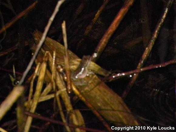 Spring Peeper (Pseudacris crucifer)