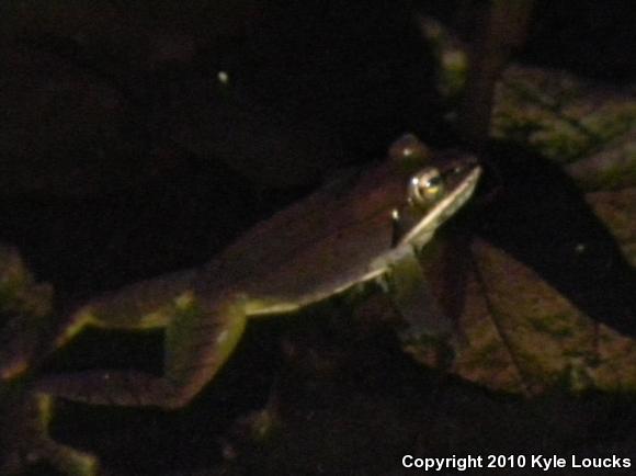 Wood Frog (Lithobates sylvaticus)