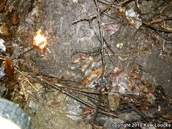 Spotted Salamander (Ambystoma maculatum)