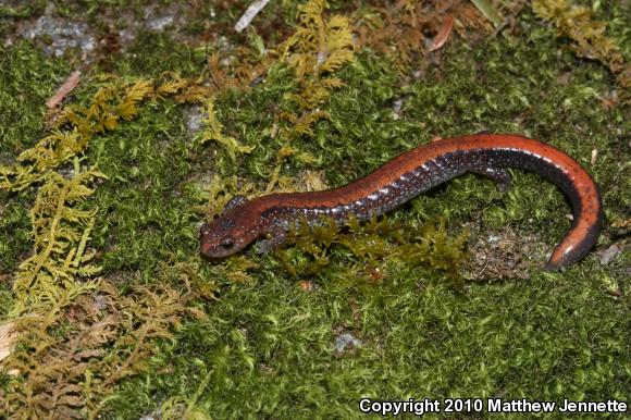 Eastern Red-backed Salamander (Plethodon cinereus)