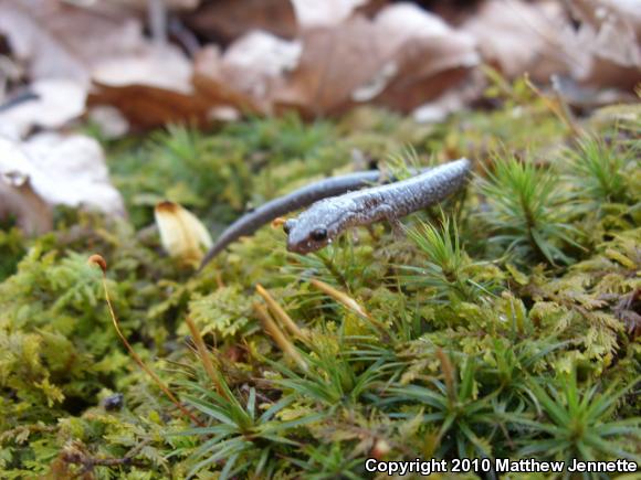 Eastern Red-backed Salamander (Plethodon cinereus)