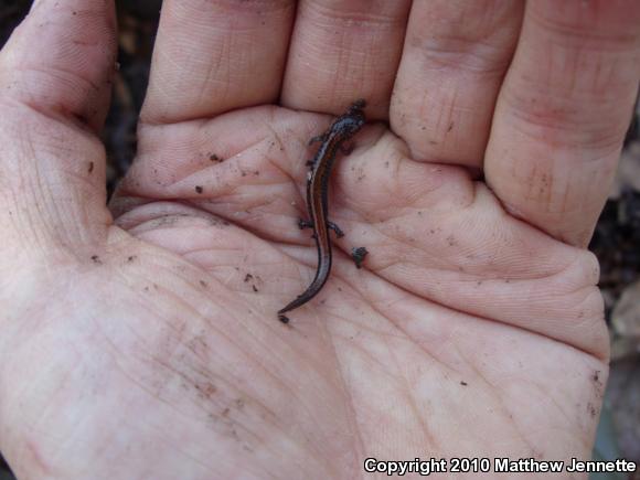 Eastern Red-backed Salamander (Plethodon cinereus)