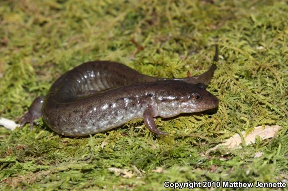 Northern Dusky Salamander (Desmognathus fuscus)