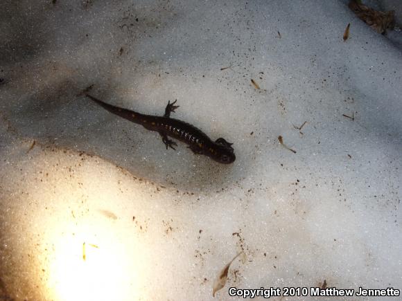 Spotted Salamander (Ambystoma maculatum)