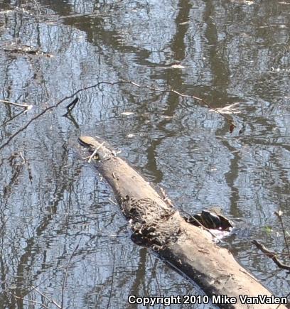 Red-eared Slider (Trachemys scripta elegans)