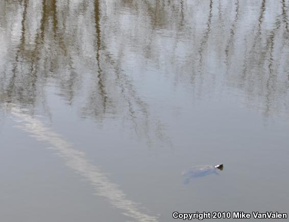 Red-eared Slider (Trachemys scripta elegans)