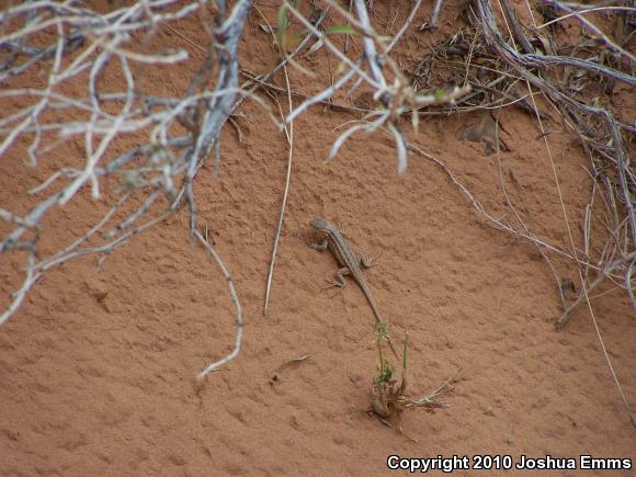 Plateau Side-blotched Lizard (Uta stansburiana uniformis)