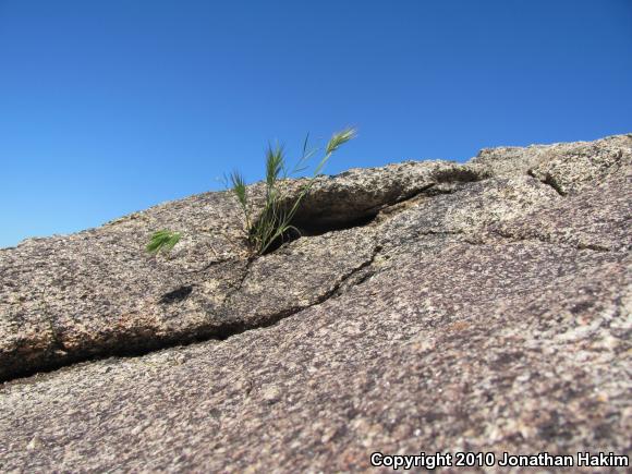 Granite Spiny Lizard (Sceloporus orcutti)