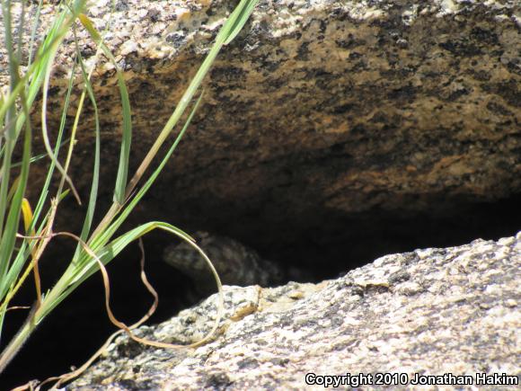 Granite Spiny Lizard (Sceloporus orcutti)