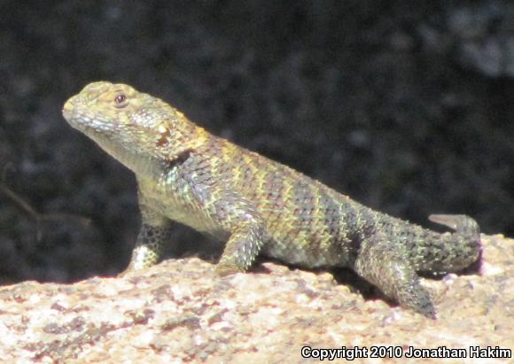 Granite Spiny Lizard (Sceloporus orcutti)