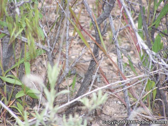 Chihuahuan Spotted Whiptail (Aspidoscelis exsanguis)