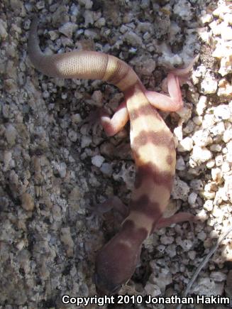 San Diego Banded Gecko (Coleonyx variegatus abbotti)