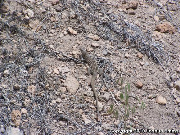 Chihuahuan Spotted Whiptail (Aspidoscelis exsanguis)