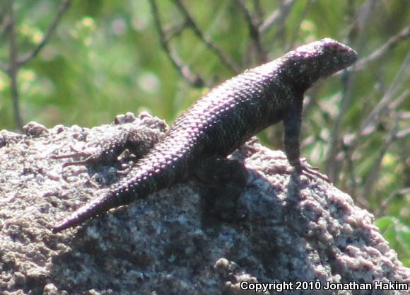 Granite Spiny Lizard (Sceloporus orcutti)