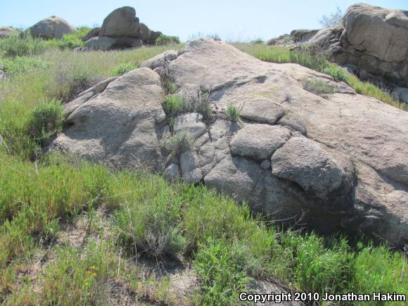 Granite Spiny Lizard (Sceloporus orcutti)