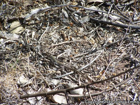 Chihuahuan Spotted Whiptail (Aspidoscelis exsanguis)