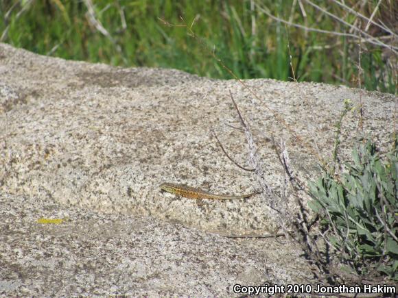 Western Side-blotched Lizard (Uta stansburiana elegans)