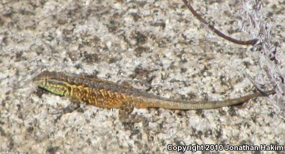 Western Side-blotched Lizard (Uta stansburiana elegans)