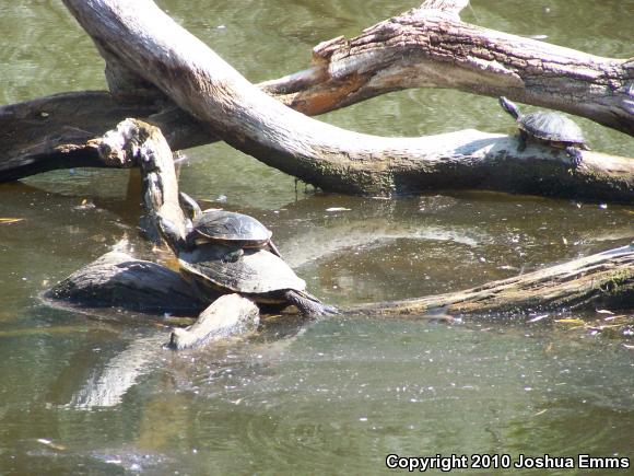 Red-eared Slider (Trachemys scripta elegans)