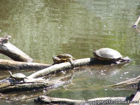 Red-eared Slider (Trachemys scripta elegans)