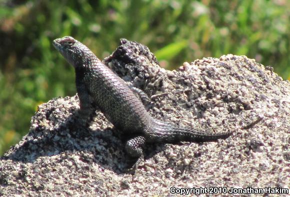 Granite Spiny Lizard (Sceloporus orcutti)