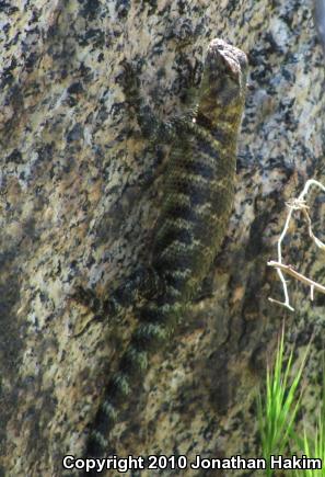 Granite Spiny Lizard (Sceloporus orcutti)