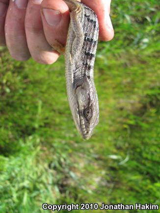 San Diego Alligator Lizard (Elgaria multicarinata webbii)