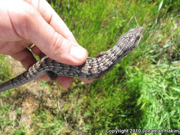 San Diego Alligator Lizard (Elgaria multicarinata webbii)