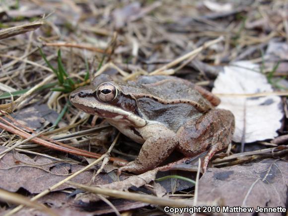 Wood Frog (Lithobates sylvaticus)