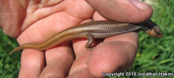 Western Skink (Plestiodon skiltonianus skiltonianus)