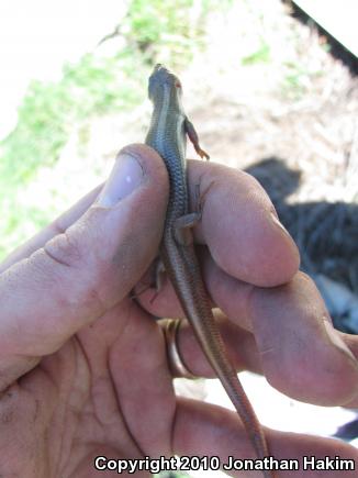 Western Skink (Plestiodon skiltonianus skiltonianus)