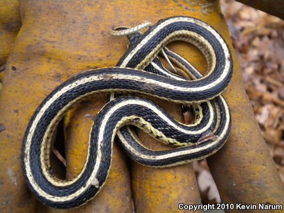 Common Gartersnake (Thamnophis sirtalis)