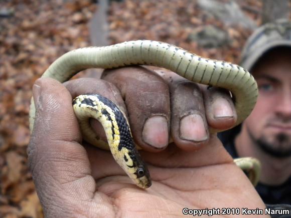 Common Gartersnake (Thamnophis sirtalis)