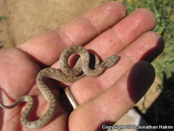 San Diego Nightsnake (Hypsiglena ochrorhyncha klauberi)