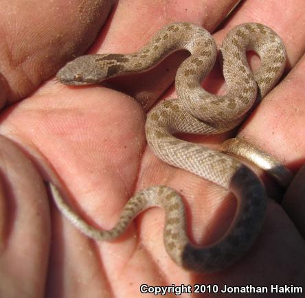 San Diego Nightsnake (Hypsiglena ochrorhyncha klauberi)