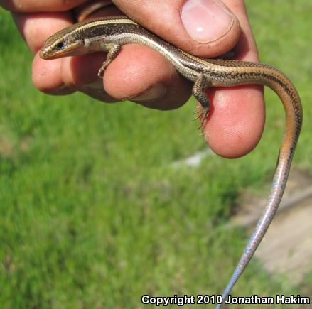 Western Skink (Plestiodon skiltonianus skiltonianus)