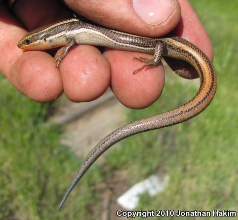 Western Skink (Plestiodon skiltonianus skiltonianus)