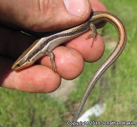 Western Skink (Plestiodon skiltonianus skiltonianus)