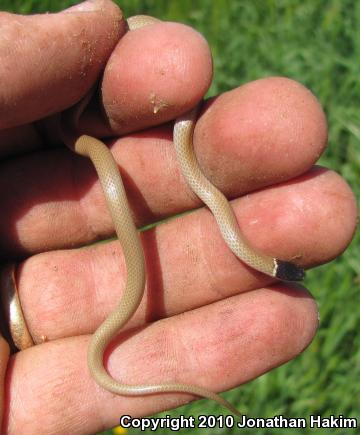 Western Black-headed Snake (Tantilla planiceps)