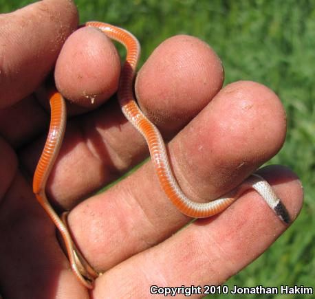 Western Black-headed Snake (Tantilla planiceps)