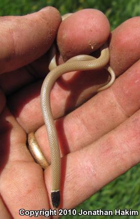 Western Black-headed Snake (Tantilla planiceps)