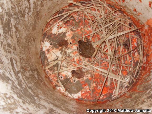 Spring Peeper (Pseudacris crucifer)