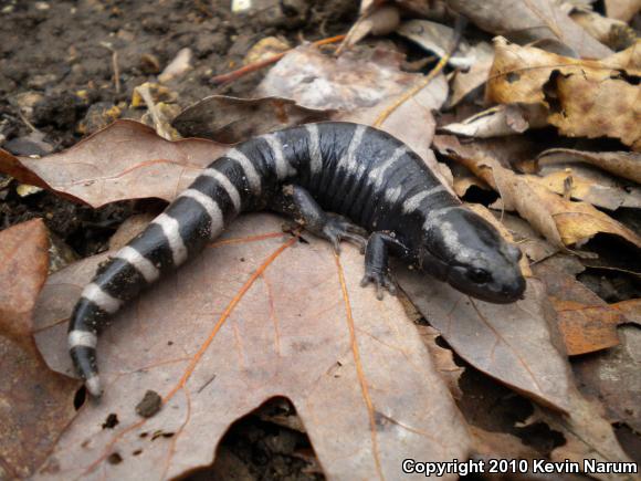 Marbled Salamander (Ambystoma opacum)