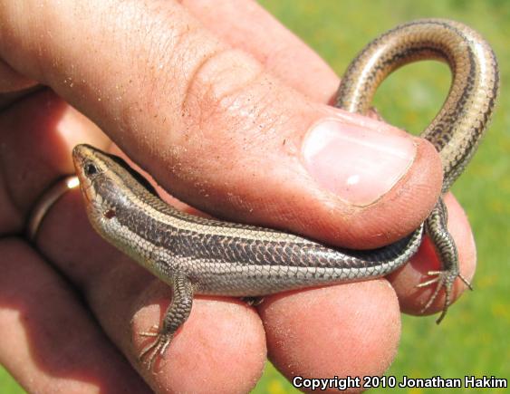 Western Skink (Plestiodon skiltonianus skiltonianus)