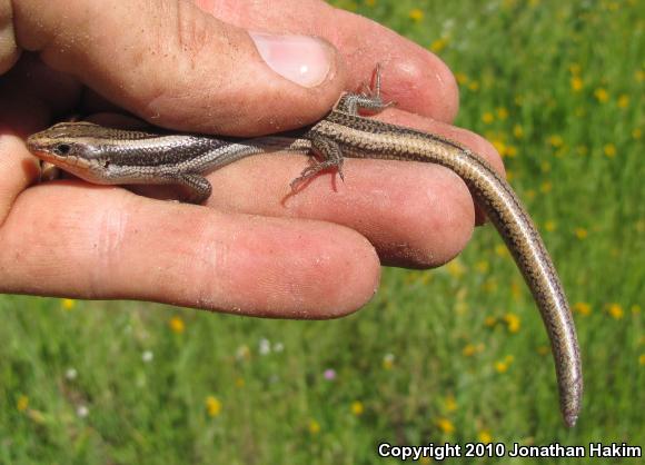 Western Skink (Plestiodon skiltonianus skiltonianus)