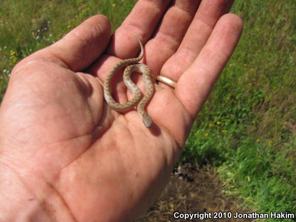 San Diego Nightsnake (Hypsiglena ochrorhyncha klauberi)