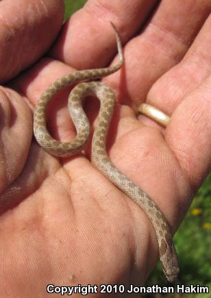 San Diego Nightsnake (Hypsiglena ochrorhyncha klauberi)