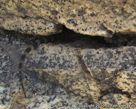 Granite Spiny Lizard (Sceloporus orcutti)