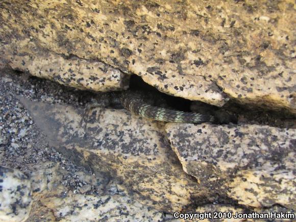 Granite Spiny Lizard (Sceloporus orcutti)