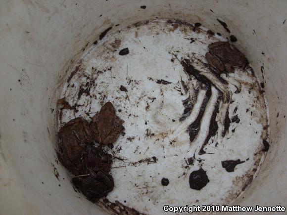 Wood Frog (Lithobates sylvaticus)